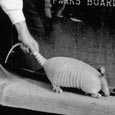 Armadillo, Inks Lake State Park, c. 1941